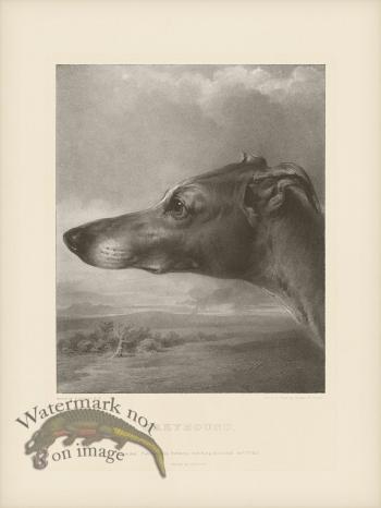 SA Dogs 07 Greyhound